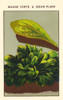 Spinach greens Poster Print by unknown - Item # VARBLL0587409304