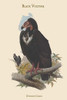 Octogyps Calvus - Black Vulture Poster Print by John  Gould - Item # VARBLL0587313617
