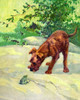 An Irish setter invesitgate a frog.  Taken from "A Dog Book" by Albert Terhune published in 1932 and illustrated by Diana Thorne. Poster Print by Diana Thorne - Item # VARBLL0587405708