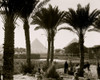 Types & agriculture. Corn fields & palmgrove, pyramids seen through palms Poster Print - Item # VARBLL058754008L