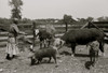 Jorena Pettway with some of the Gees Bend livestock, Alabama Poster Print - Item # VARBLL058744956L