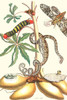 (1) Sphingid Moth an agricultural pest in pupal stage; A Rustic Spinx Moth and an Amazon Tree Boa; Manduca rustica; Corallus hortulannus Poster Print by Maria Sibylla  Merian - Item # VARBLL0587287233