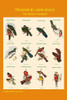 Gould Trogon Poster Composite Poster Print by John  Gould - Item # VARBLL0587318643
