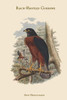 Astur Melanochlamys - Black-Mantled Goshawk Poster Print by John  Gould - Item # VARBLL0587313595