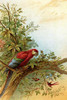 Parrot in a tree above Hummingbrds Poster Print by A.  Hochstein - Item # VARBLL0587316020