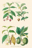 Plants Unused as food. Coffee, Tea, Chocolate, Breadfruit Poster Print by William  Rhind - Item # VARBLL0587322594