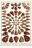 Conus figulinus, Conus Glaucus, Conus Vexillum, Latirogena smaragdula Poster Print by Albertus  Seba - Item # VARBLL0587298146