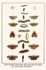 Euproctus similis, Lymantriidae, Leucoma salicis, Lasiocampidae, Euthrix potatoria, Lasiocampa quercus, Diptera, Arctiidae, Arctia caja Poster Print by Albertus  Seba - Item # VARBLL058729888x