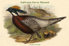 Pucrasia Castanea - Kafiristan Pucras Pheasant Poster Print by John  Gould - Item # VARBLL0587319305