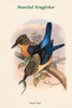 Dacelo Tyro - Mantled Kingfisher Poster Print by John  Gould - Item # VARBLL058731821x