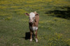 Calf in Rural Alabama Poster Print - Item # VARBLL058756133L