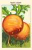 Yellow turnip Poster Print by unknown - Item # VARBLL058740941x