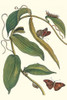 Vanilla planiflora with Agraulus vanillae Poster Print by Maria Sibylla  Merian - Item # VARBLL058728742x