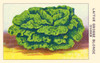 Great blond lettuce Poster Print by unknown - Item # VARBLL0587409169