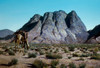 Sinai. Ras Safsaf called Mt. Sinai or Gebel Mousa. Exodus 24:16 Poster Print - Item # VARBLL058754101L