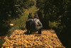 Hauling crates of peaches from the orchard to the shipping shed, Delta County, Colo. Poster Print - Item # VARBLL058756653L