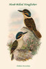 Melidora Macrorhina - Hook-Billed Kingfisher Poster Print by John  Gould - Item # VARBLL058731804x