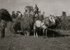 Eight-year old Jack driving load of hay Poster Print - Item # VARBLL058755227L