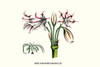 Milk and Wine Amaryllis, Crinum scabrum, Milk & Wine crinum lily Poster Print by Louis Benoit  Van Houtte - Item # VARBLL058713003L