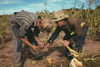 Jack Whinery and Jim Norris, homesteaders, looking at roots of stalk of corn, Pie Town, New Mexico Poster Print - Item # VARBLL058756645L