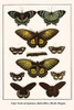 Papilionidae, Papilio, Nymphalidae, pantoporia venilia, Troides oblongomaculatus, Euploea Poster Print by Albertus  Seba - Item # VARBLL058729860x