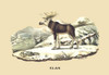 Elk along a snow capped mountain. Poster Print by E. F. Noel - Item # VARBLL0587089164