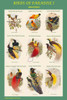 Birds of Paradise Composite Vertical Classroom Poster Poster Print by John  Gould - Item # VARBLL0587320540