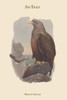 Haliates Albicilla - Sea-Eagle Poster Print by John  Gould - Item # VARBLL0587313714