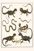 Varanus, Agamidae, Squamata, Sauria, Serpentes, Poster Print by Albertus  Seba - Item # VARBLL0587297093