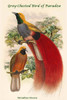 Paradisea Decora - Grey-Chested Bird of Paradise Poster Print by John  Gould - Item # VARBLL0587320494