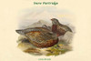 Lerwa Nivicola - Snow Partridge Poster Print by John  Gould - Item # VARBLL0587320621