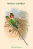 Palaeornis Malaccensis - Malacca Parakeet Poster Print by John  Gould - Item # VARBLL0587319011