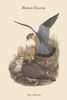 Falco Aesalon - Merlin Falcon Poster Print by John  Gould - Item # VARBLL058731379x