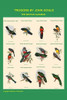 Gould Trogon Poster Composite Poster Print by John  Gould - Item # VARBLL0587318635