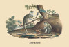 Monkeys, by land or tree. Poster Print by E. F. Noel - Item # VARBLL0587088990