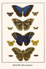 Butterflies, Blue morphos, Morpho menelaus, Nymphalidae, Notodontidae, Caligo teucer, Adelphi cytherea, Josia Poster Print by Albertus  Seba - Item # VARBLL0587298731