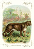 Profile of a leopard in the jungle. Poster Print by unknown - Item # VARBLL0587111925