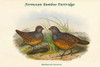 Bambusicola Sonorivox -Formosan Bamboo Partridge Poster Print by John  Gould - Item # VARBLL0587320591