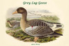 Anser Perus - Grey Lag Goose Poster Print by John  Gould - Item # VARBLL0587321040
