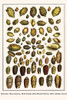 Phalium, Thiaridae, Nassariidae, Oliva minniacea, Olividae, Conus Poster Print by Albertus  Seba - Item # VARBLL0587298138