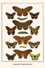 Saturniidae, Arsenura, Nymphalidae, Antirrhea philoctetes, Limenitis populi Poster Print by Albertus  Seba - Item # VARBLL0587298650