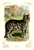 Cat in front of a farm house. Poster Print by unknown - Item # VARBLL0587112077