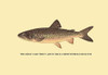 Charles Zibeon Southard penned a book about Trout fishing in America and this illustration showed one of the species. Poster Print by H.H. Leonard - Item # VARBLL0587023120