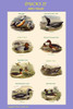 Composite vertical poster of Ducks for the classroom.  Version II Poster Print by John  Gould - Item # VARBLL0587319895