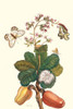 (1) Cashew Apple Tree branch shows it fruit; An echo moth sits on the fruit; a clearwing Satyr butterfly is in flight; Anacradium occidentale; Seiraractia echo; Haetera piera Poster Print by Maria Sibylla  Merian - Item # VARBLL0587287330