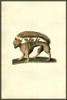 Renaissance woodcut of a squirrel monster.  From the 1642 book Monstrorum Historia by Ulisse Aldrovandi .   He is considered the founder of modern Natural History. Poster Print by Ulisse Aldrovandi - Item # VARBLL0587417773