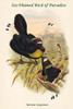 Parotia Sexpennis - Six-Plumed Bird of Paradise Poster Print by John  Gould - Item # VARBLL0587320273