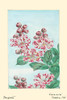 Japanese print of Drawing shows branch with buds, blossoms, and leaves of the crape myrtle tree, called saru-suberi or monkey slip because the bark is very smooth and slippery. Poster Print by Megata Morikaga - Item # VARBLL058741894x