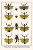 Mantodea, Mantis religiosa, Orthoptera Poster Print by Albertus  Seba - Item # VARBLL0587298979