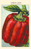 Hot sweet pepper Poster Print by unknown - Item # VARBLL0587409053